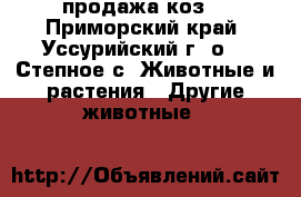 продажа коз  - Приморский край, Уссурийский г. о. , Степное с. Животные и растения » Другие животные   